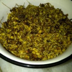 Sprouted Moong Cooked