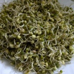Sprouted Moong Raw