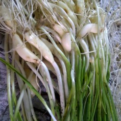Green Garlic Waiting to be Cleaned