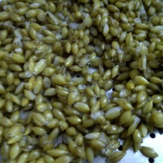 Cooked Unhulled Barley