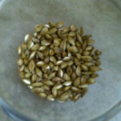 Popped Unhulled Barley